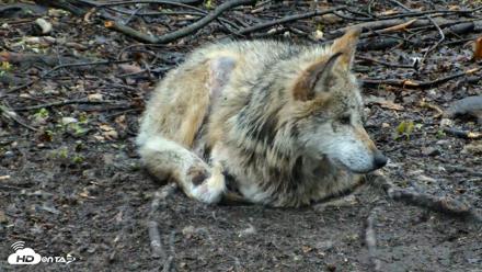Red Wolves Live Webcam at the Wolf Conservation Center - Apr 26, 2026, 8:04am EDT