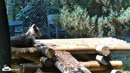 Red Wolves Live Webcam at the Wolf Conservation Center - Jul 27, 2026, 1:09pm EDT