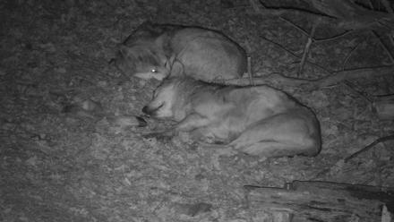 Red Wolves Live Webcam at the Wolf Conservation Center - Dec 5, 2025, 10:22pm EST