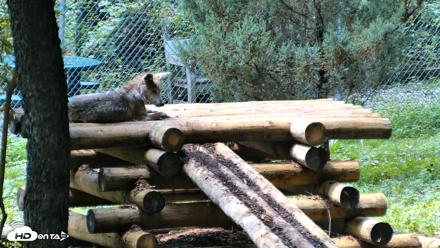 Red Wolves Live Webcam at the Wolf Conservation Center - Aug 13, 2026, 1:54pm EDT