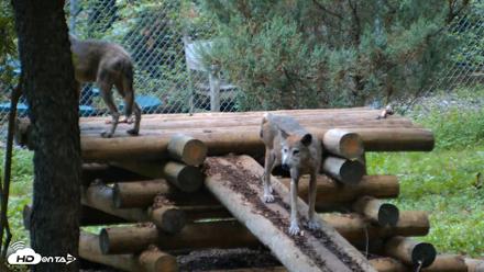 Red Wolves Live Webcam at the Wolf Conservation Center - Aug 12, 2026, 6:19am EDT