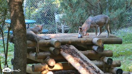 Red Wolves Live Webcam at the Wolf Conservation Center - Aug 7, 2026, 9:55am EDT
