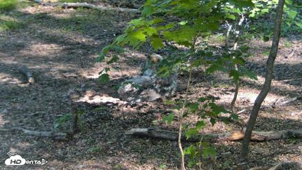 Red Wolves Live Webcam at the Wolf Conservation Center - May 17, 2026, 8:51am EDT