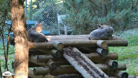 Red Wolves Live Webcam at the Wolf Conservation Center - Aug 7, 2026, 9:40am EDT