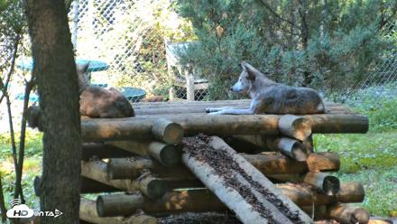 Red Wolves Live Webcam at the Wolf Conservation Center - Aug 7, 2026, 10:29am EDT