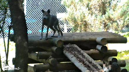 Red Wolves Live Webcam at the Wolf Conservation Center - Aug 5, 2026, 11:18am EDT