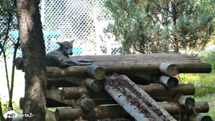 Red Wolves Live Webcam at the Wolf Conservation Center - Aug 5, 2026, 10:53am EDT
