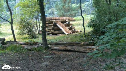 Red Wolves Live Webcam at the Wolf Conservation Center - Jul 15, 2026, 2:42pm EDT