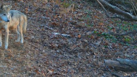 Red Wolves Live Webcam at the Wolf Conservation Center - Nov 29, 2025, 4:38pm EST