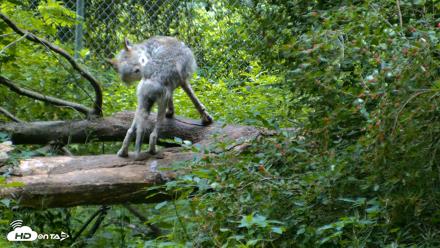 Red Wolves Live Webcam at the Wolf Conservation Center - Jun 22, 2026, 7:33am EDT