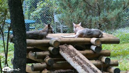 Red Wolves Live Webcam at the Wolf Conservation Center - Aug 7, 2026, 4:34pm EDT