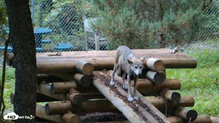 Red Wolves Live Webcam at the Wolf Conservation Center - Aug 12, 2026, 6:20am EDT