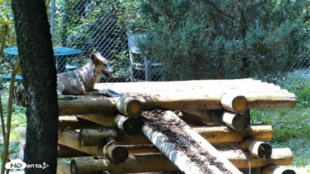 Red Wolves Live Webcam at the Wolf Conservation Center - Aug 6, 2026, 2:00pm EDT