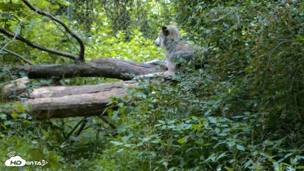 Red Wolves Live Webcam at the Wolf Conservation Center - Jun 20, 2026, 5:44am EDT
