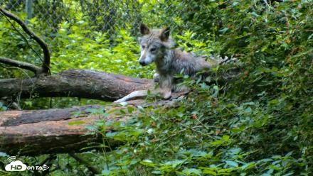 Red Wolves Live Webcam at the Wolf Conservation Center - Jun 18, 2026, 8:50am EDT