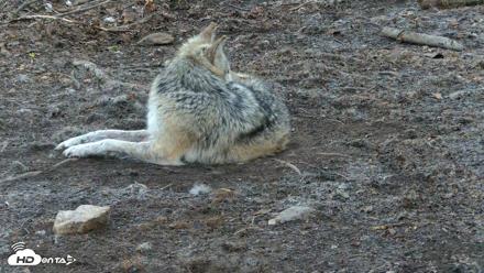 Red Wolves Live Webcam at the Wolf Conservation Center - Apr 18, 2026, 6:55am EDT