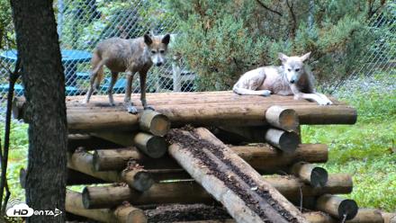 Red Wolves Live Webcam at the Wolf Conservation Center - Aug 11, 2026, 9:57am EDT