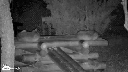Red Wolves Live Webcam at the Wolf Conservation Center - Aug 16, 2026, 8:16pm EDT