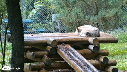 Red Wolves Live Webcam at the Wolf Conservation Center - Aug 10, 2026, 6:08pm EDT