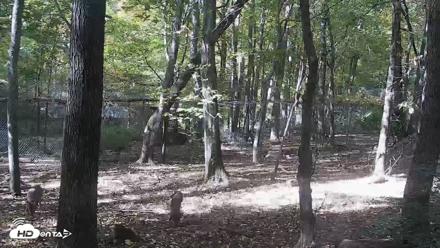 Red Wolves Live Webcam at the Wolf Conservation Center - Oct 21, 2026, 2:11pm EDT