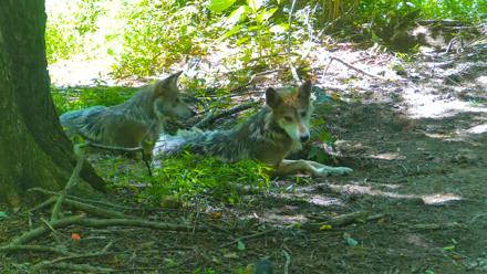 Red Wolves Live Webcam at the Wolf Conservation Center - Jul 18, 2025, 2:49pm EDT
