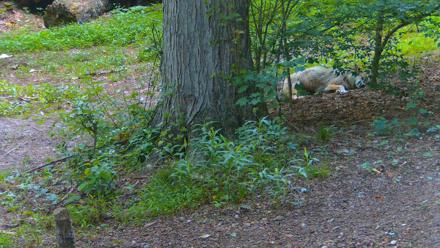 Red Wolves Live Webcam at the Wolf Conservation Center - Jun 13, 2025, 6:36pm EDT