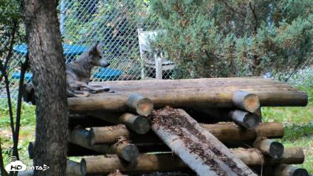 Red Wolves Live Webcam at the Wolf Conservation Center - Aug 5, 2026, 10:15am EDT