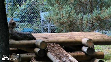 Red Wolves Live Webcam at the Wolf Conservation Center - Jul 27, 2026, 12:51pm EDT