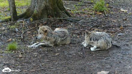 Red Wolves Live Webcam at the Wolf Conservation Center - Apr 25, 2026, 2:59pm EDT