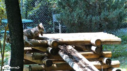 Red Wolves Live Webcam at the Wolf Conservation Center - Aug 6, 2026, 2:06pm EDT