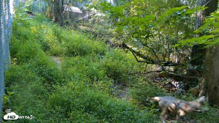 Red Wolves Live Webcam at the Wolf Conservation Center - Aug 7, 2026, 9:28am EDT