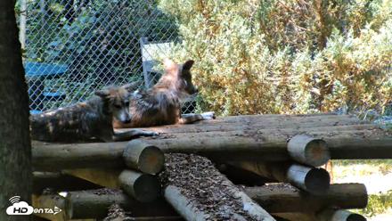 Red Wolves Live Webcam at the Wolf Conservation Center - Jul 27, 2026, 11:53am EDT