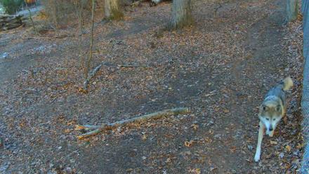Red Wolves Live Webcam at the Wolf Conservation Center - Dec 7, 2025, 8:35am EST