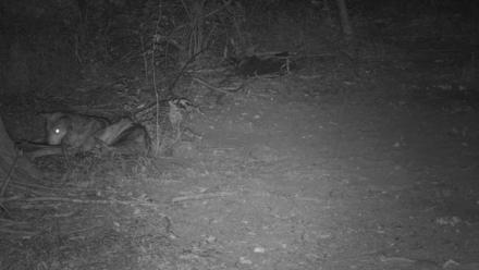 Red Wolves Live Webcam at the Wolf Conservation Center - Jul 17, 2025, 11:34pm EDT