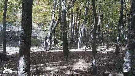 Red Wolves Live Webcam at the Wolf Conservation Center - Oct 26, 2026, 1:09pm EDT
