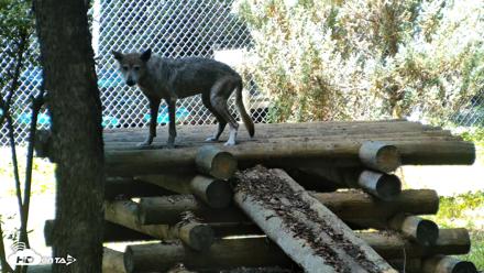 Red Wolves Live Webcam at the Wolf Conservation Center - Aug 5, 2026, 11:20am EDT