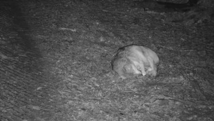 Red Wolves Live Webcam at the Wolf Conservation Center - Nov 26, 2025, 2:47am EST