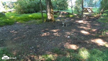 Red Wolves Live Webcam at the Wolf Conservation Center - Aug 14, 2026, 10:12am EDT