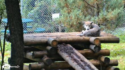 Red Wolves Live Webcam at the Wolf Conservation Center - Aug 6, 2026, 10:15am EDT