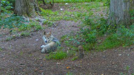 Red Wolves Live Webcam at the Wolf Conservation Center - Jun 13, 2025, 7:49am EDT