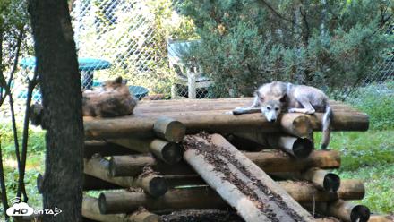 Red Wolves Live Webcam at the Wolf Conservation Center - Aug 9, 2026, 10:30am EDT