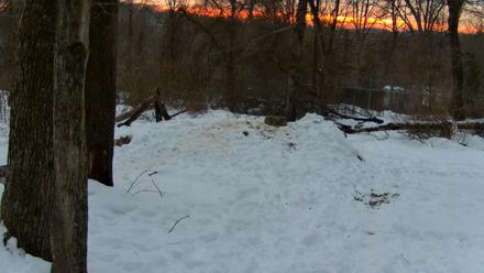 Red Wolves Live Webcam at the Wolf Conservation Center - Feb 10, 2026, 5:35pm EST