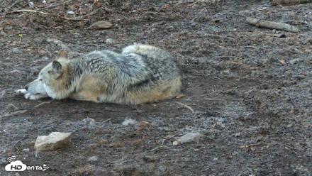 Red Wolves Live Webcam at the Wolf Conservation Center - Apr 18, 2026, 7:05am EDT