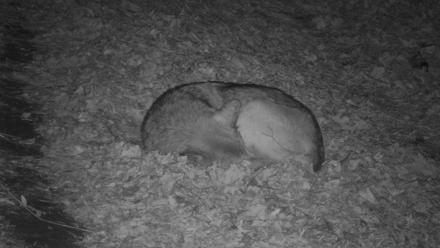 Red Wolves Live Webcam at the Wolf Conservation Center - Nov 20, 2025, 12:19am EST