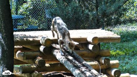 Red Wolves Live Webcam at the Wolf Conservation Center - Aug 14, 2026, 2:47pm EDT