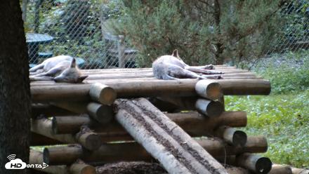 Red Wolves Live Webcam at the Wolf Conservation Center - Aug 14, 2026, 7:48pm EDT