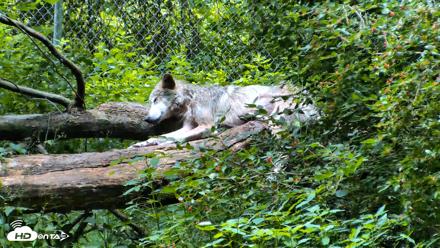 Red Wolves Live Webcam at the Wolf Conservation Center - Jun 18, 2026, 1:05pm EDT