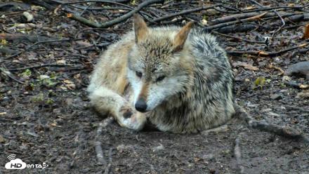 Red Wolves Live Webcam at the Wolf Conservation Center - Apr 26, 2026, 8:04am EDT