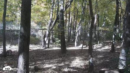 Red Wolves Live Webcam at the Wolf Conservation Center - Oct 26, 2026, 1:09pm EDT