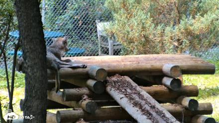 Red Wolves Live Webcam at the Wolf Conservation Center - Aug 5, 2026, 11:58am EDT